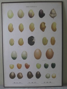 botanical seed prints